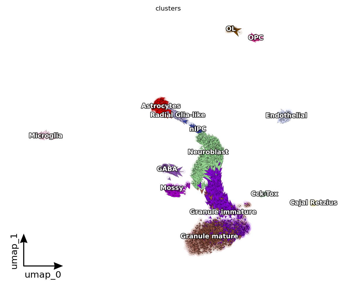 _images/dentategyrus_subset_scvelo_12_1.png
