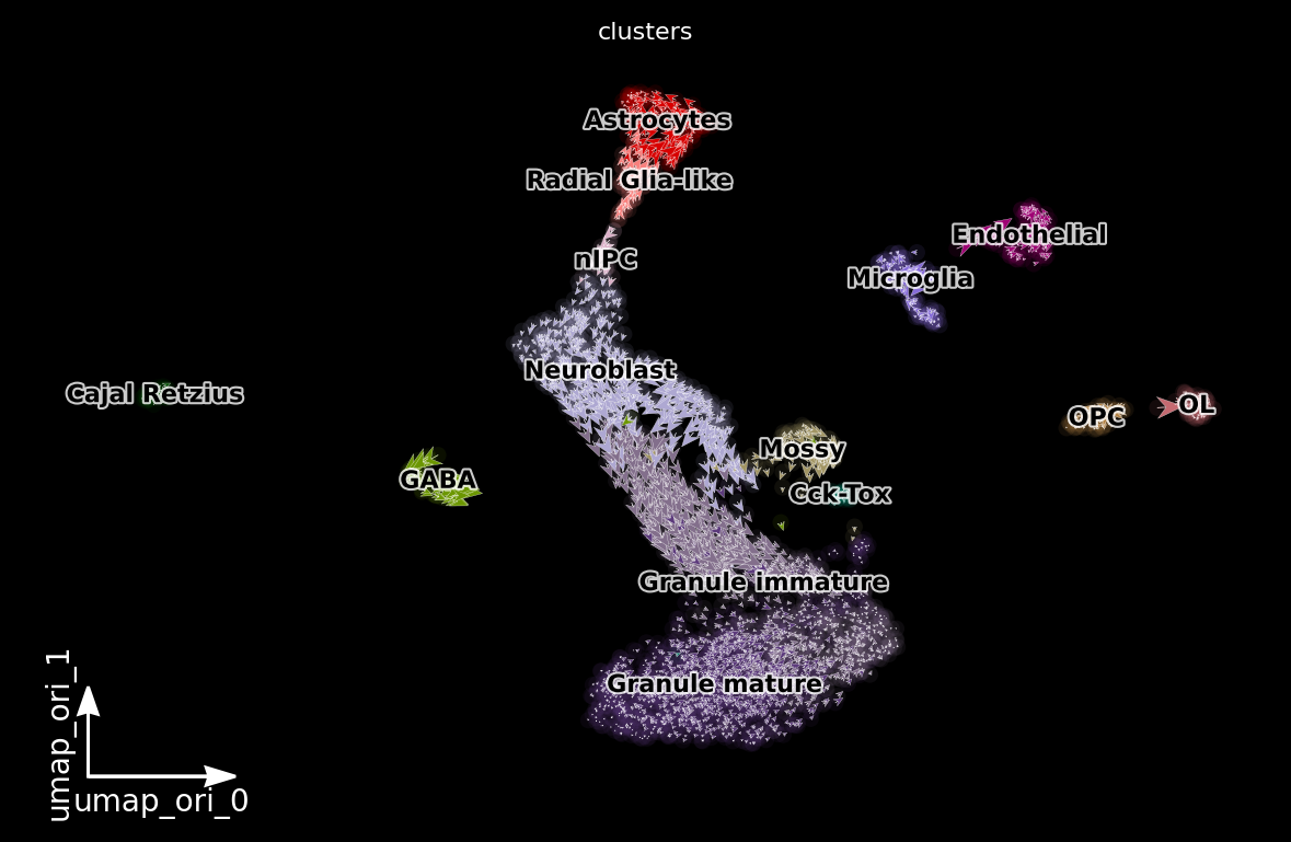 _images/dentategyrus_subset_scvelo_23_2.png