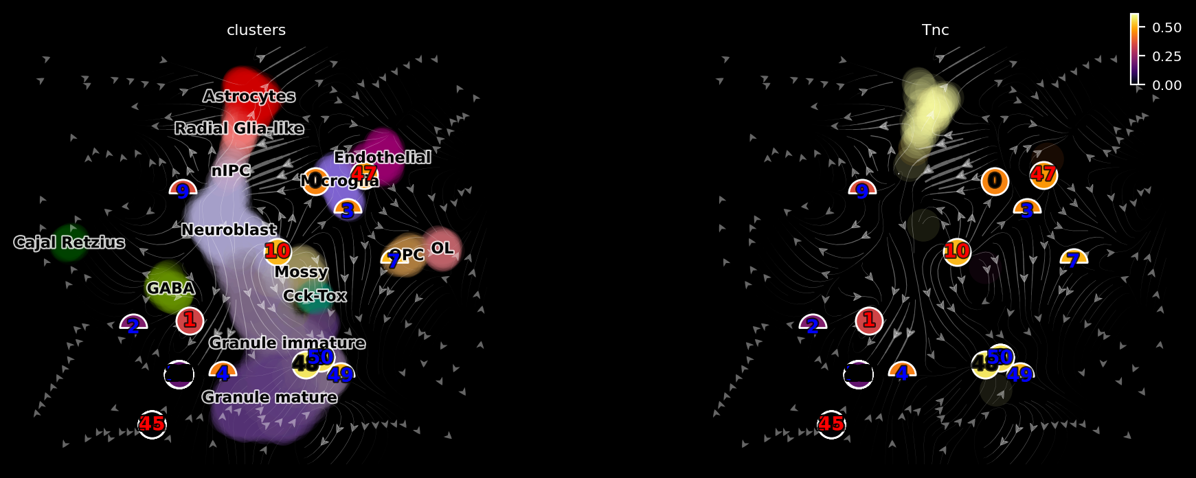 _images/dentategyrus_subset_scvelo_23_7.png